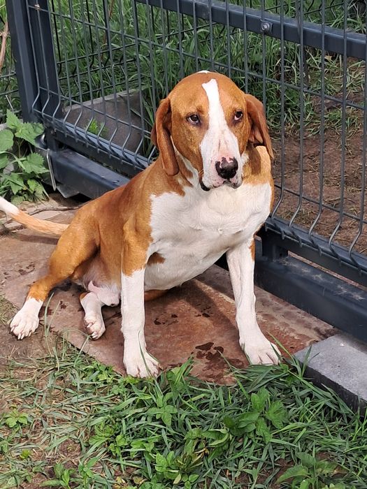 Łatek 2lata szuka domu