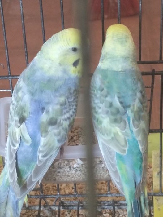 Piriquitos australianos