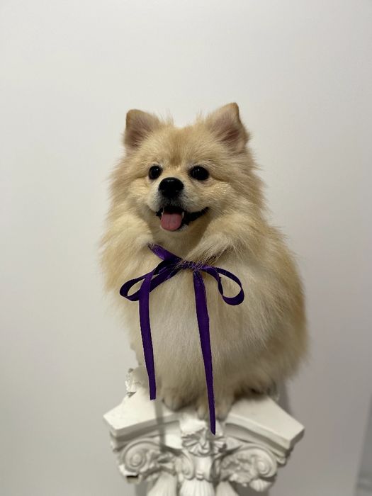 Померанські шпіци  ваш найкращий подарунок року