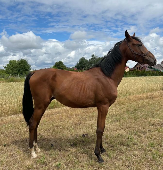 Ogier  malopolski