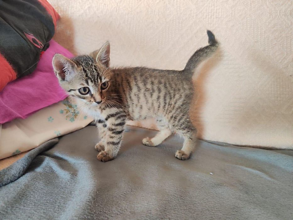 Piekny mlodziutki burasek szuka domku