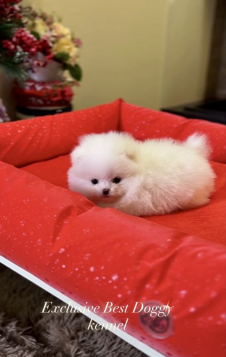 Ексклюзив цуценя! Цуценята померанські шпіци. VIP mini померанець шпіц