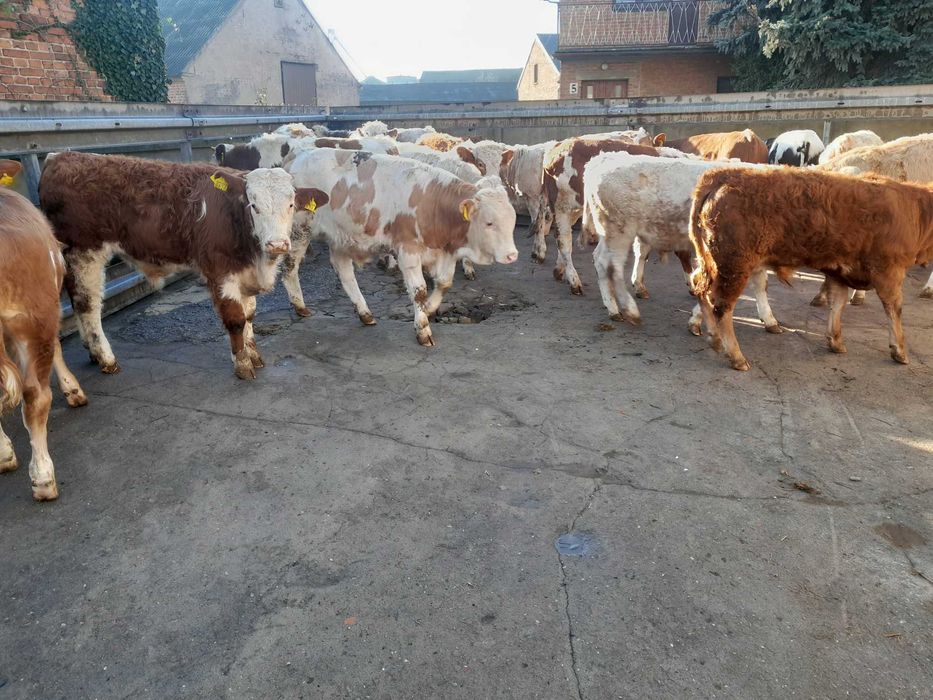 20 byczków 200-240kg simental,bbb