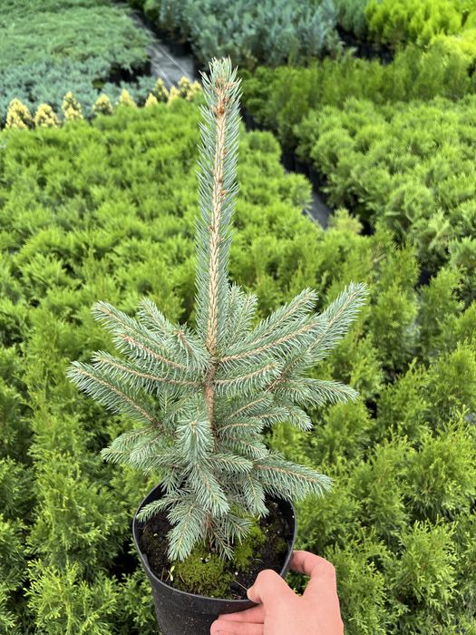 Туя, Смарагд, Ялівець, Ялинка, Кипарис, хвойні,декоративні рослини.