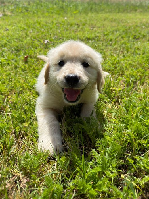 Golden Retriever qualidade!!