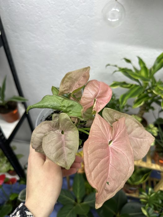 Квіти кімнатні рослини