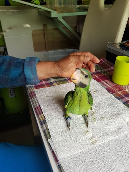 Mustaches para acabar de criar a mão