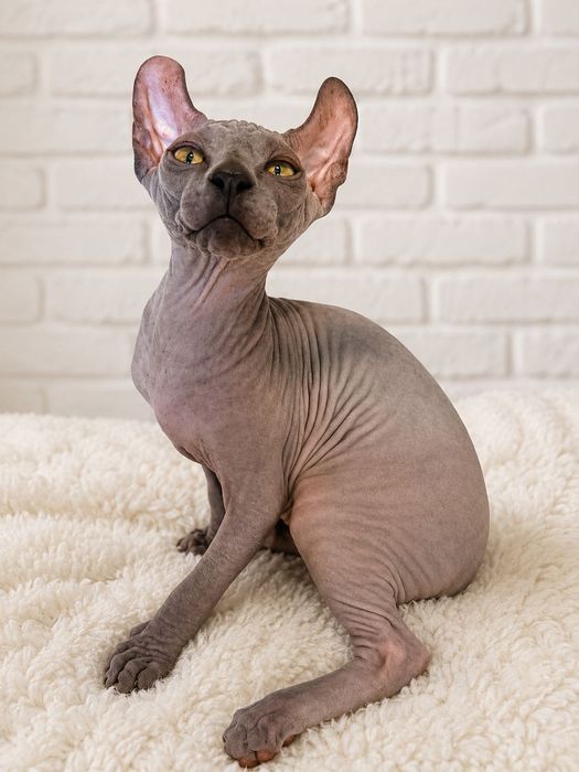 Кошеня Ельф Хлопчик, 3,5 місяці