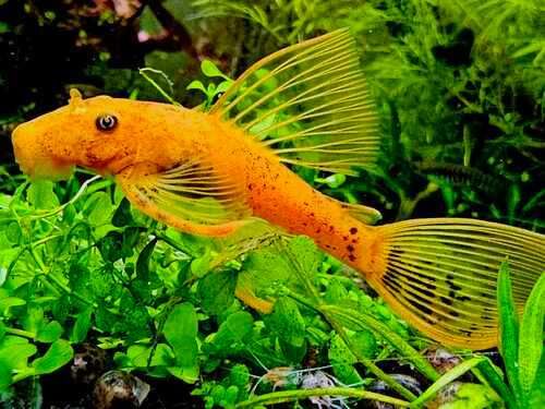 Zbrojnik Pleco Red Czerwony