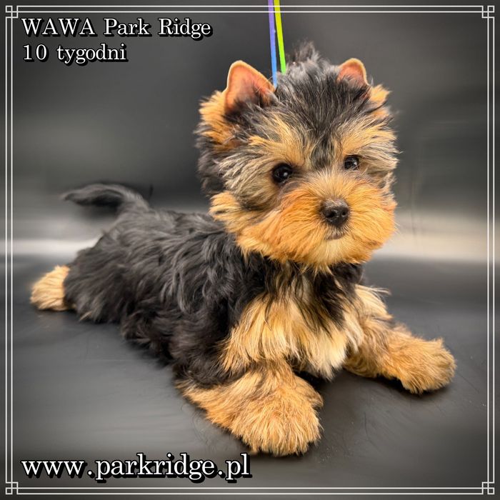 york suczka rodowód ZKwP/FCI 2,5-3 kg yorkshire terrier