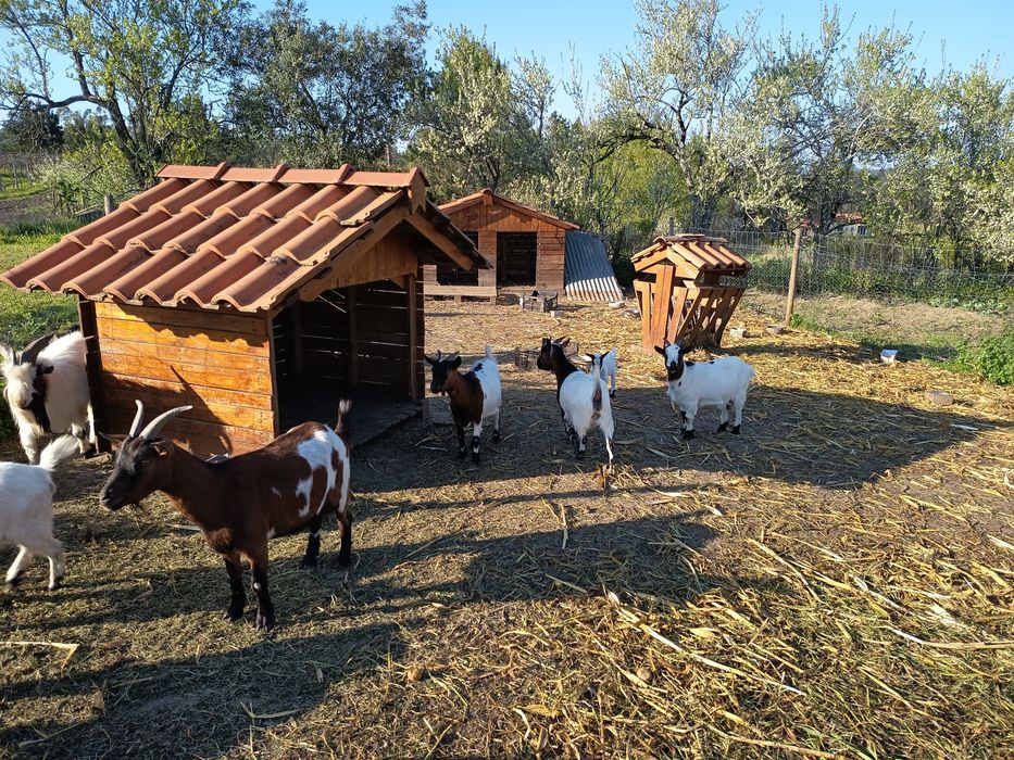 Vendo Cabrito anão