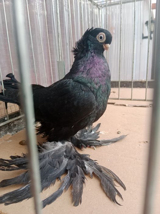 Gołębie ozdobne wywrotek mazurski czarny samiec 25 rok