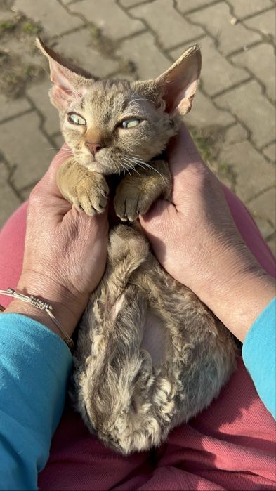 Slodki kocurek Devon Rex