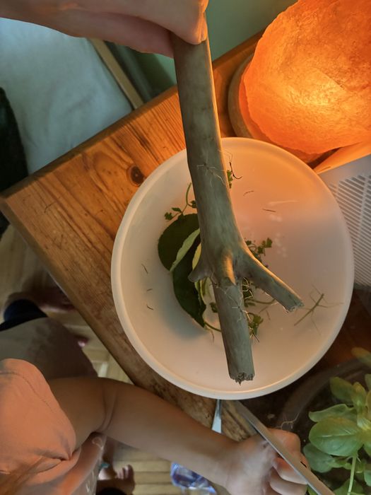 Patyczaki młode ODDAM