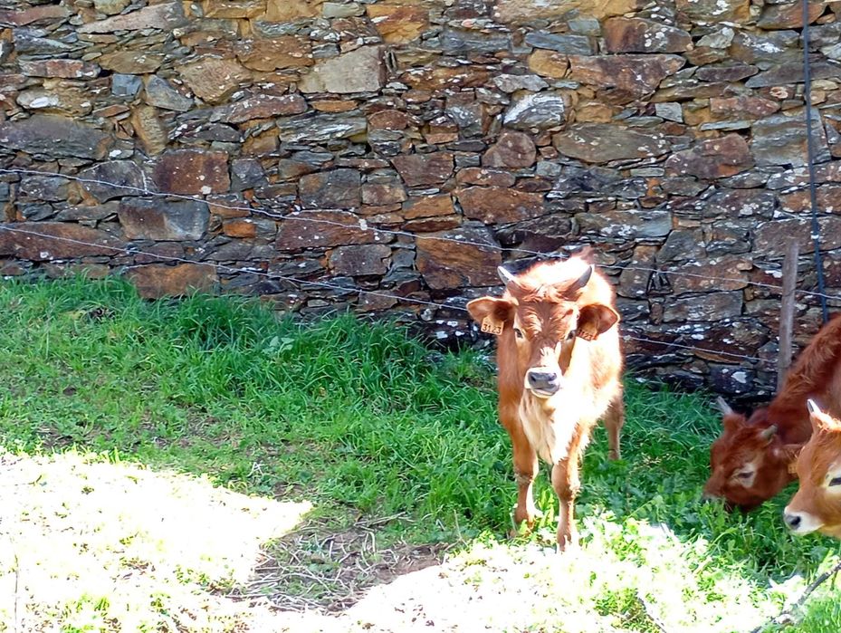 Vitelo barrosã registado