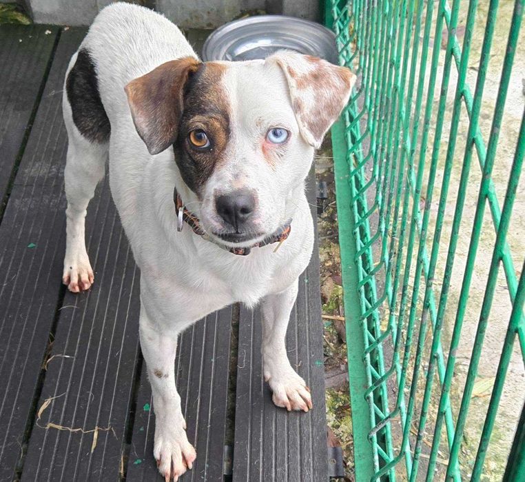 Piesek z interwencji do adopcji