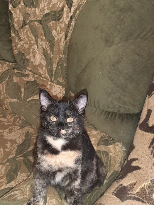 Кішечка бобтел 8 міс.