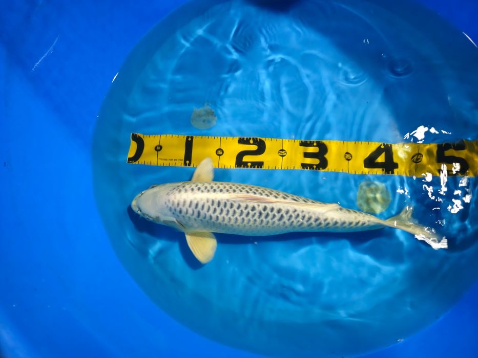 Koi Gin Matsuba com certificado 42cm