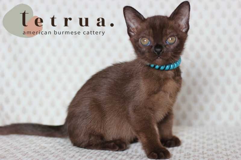Американская бурма! Мальчик!