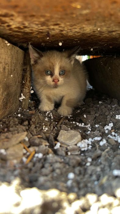 Подарую кошенята безкоштовно
