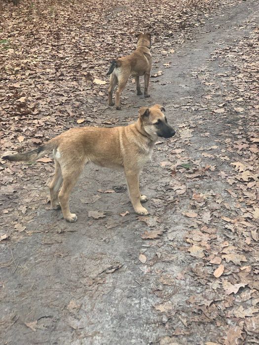 Бельгійська вівчарка ( Малінуа)