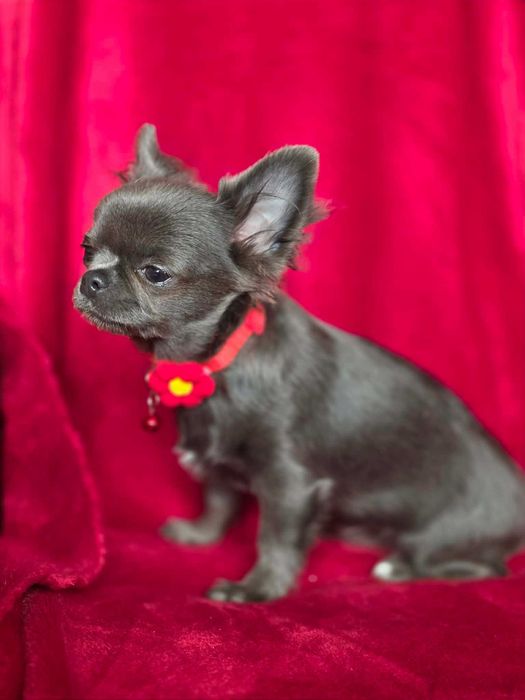 Chihuahua sunia blue XS