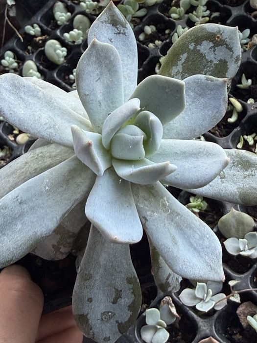 Кімнатні сукуленти з власноі колекціі