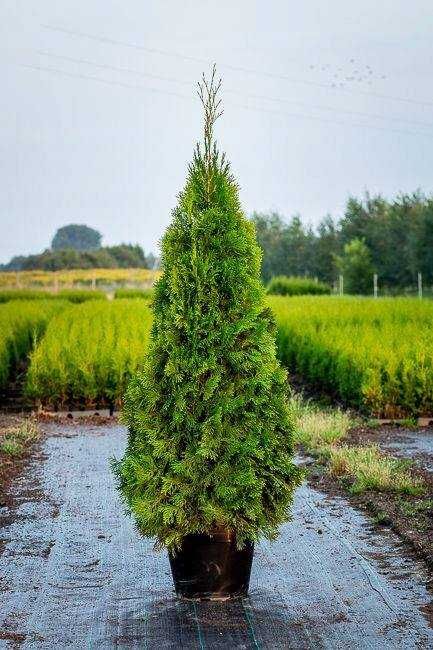 tuja szmaragd, piękne sadzonka jakość premium 160cm JESIENNA PROMOCJA!