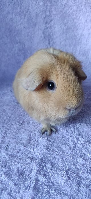 Морська свинка, селф крем,самка