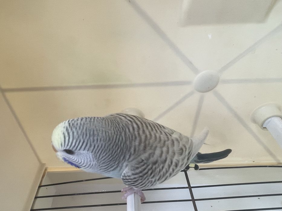 Piriquito australiano