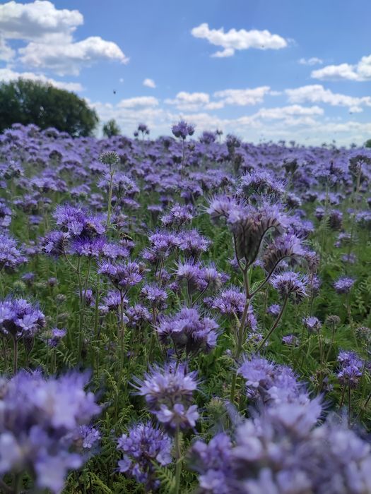 Фацелія медонос, сидерат