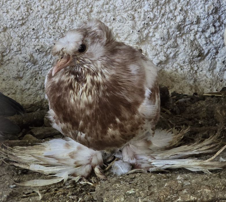 Casal de pombos tambor cabeleira frisados e cambalhota