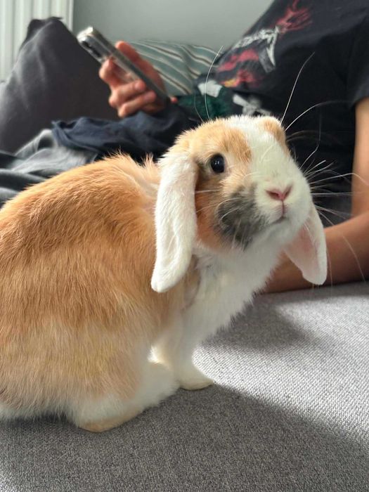 4-miesięczna króliczka do adopcji za darmo - Kartofelka