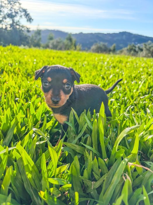 Pinscher miniatura