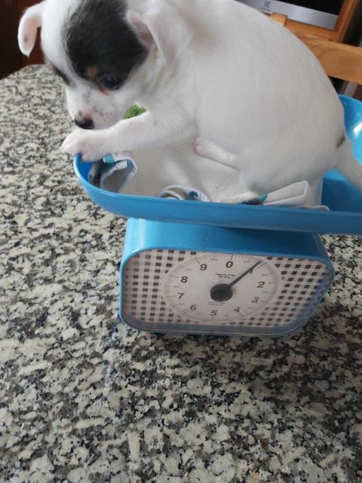 Chihuahua femea  mini