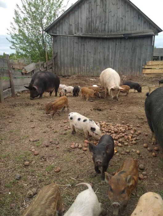 ПОРОСЯТА породи КАРМАЛ, не В'єтнамці!