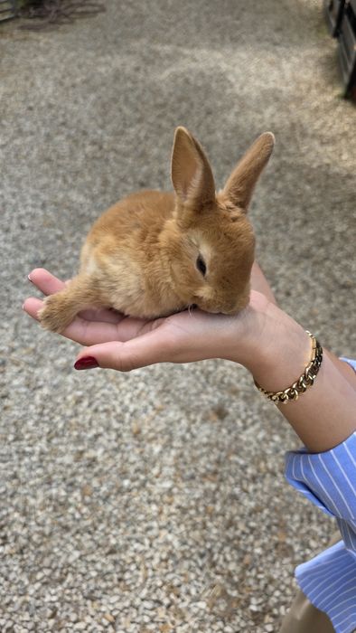 coelho Rex bebés