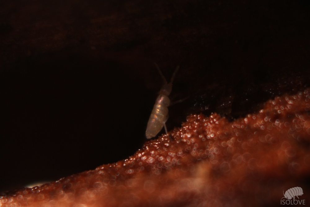 20 x Pseudosinella sp. "ant springtails", skoczogonki sprzątające