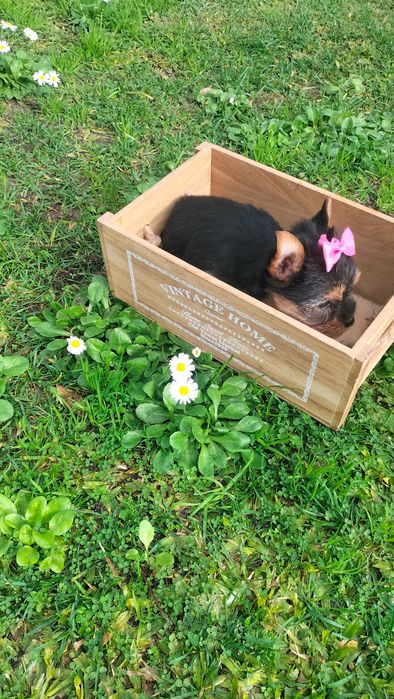 Yorkshire belíssima fêmea