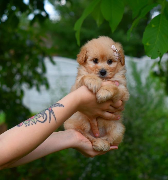 Милый пушистик, чудесный малыш Мальтипу