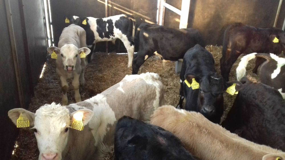 Sprzedam Cielęta mięsne, Byczki, Jałówki, MM, na krowę HF, raty