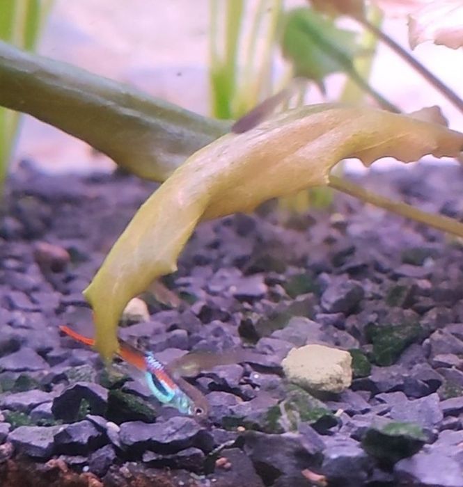 Peixes Guppies endler