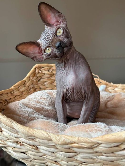 Sfinks Sphynx kanadyjski kotka