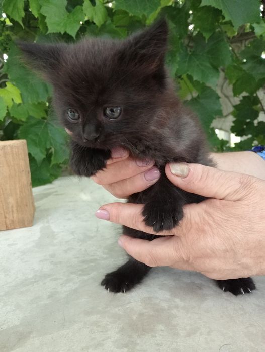 Котик хлопчик пухнастий