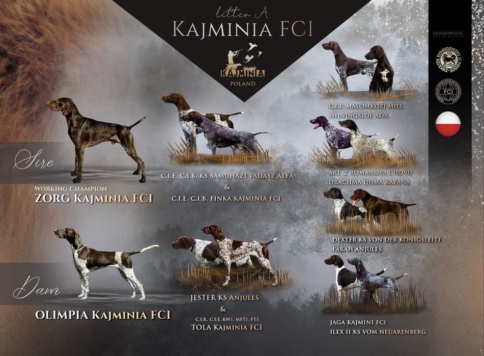 Wyżeł Niemiecki Krótkowłosy