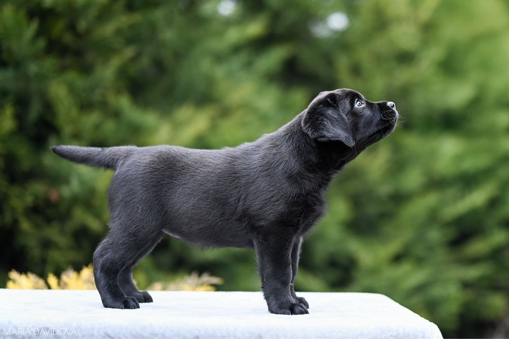 Цуценя лабрадора з розплідника