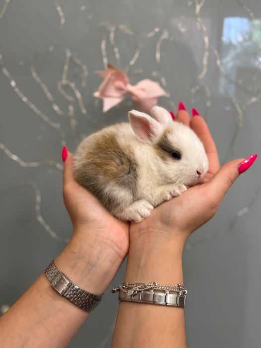 Карликовий декоративний нідерландський торчевухий кролик