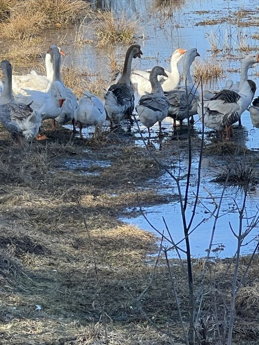 Продам инкубационно яйцо и гусаков  холмогоров