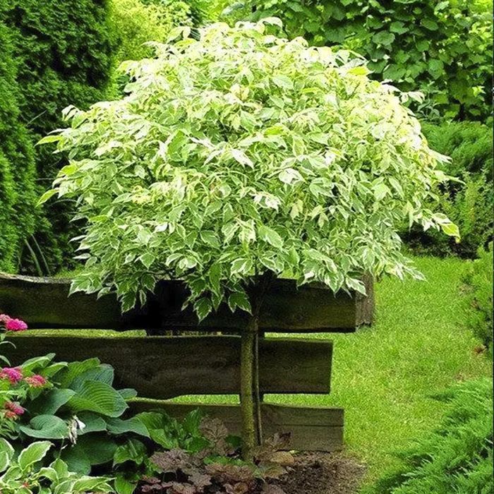 Саджанці клена на штамбі ОПТ–Роздріб / Саженцы клена на штамбе ОПТ