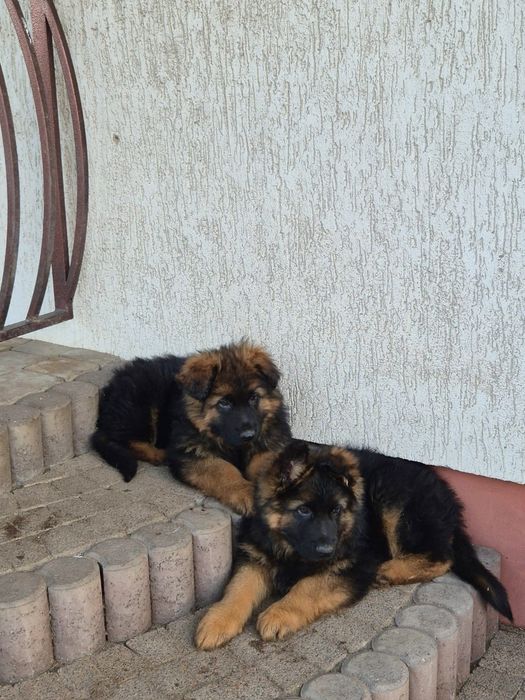 Owczarek niemiecki długowłosy szczenięta owczarki